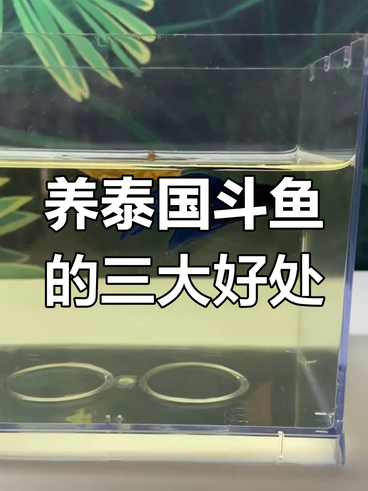 泰国斗鱼养殖小技巧:懒人液让水质更健康