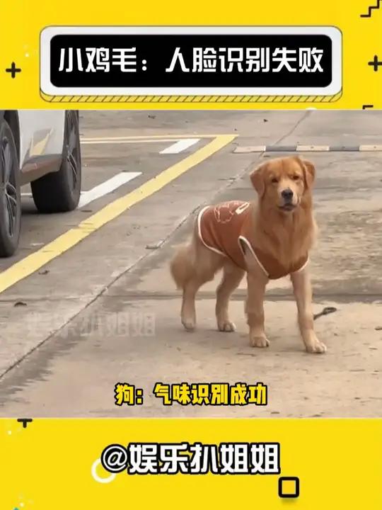 金毛:哥们你怎么换头像不告诉我(cr:-小可爱)娱乐评论大赏 狗狗的心思都写在脸上了 哈喽