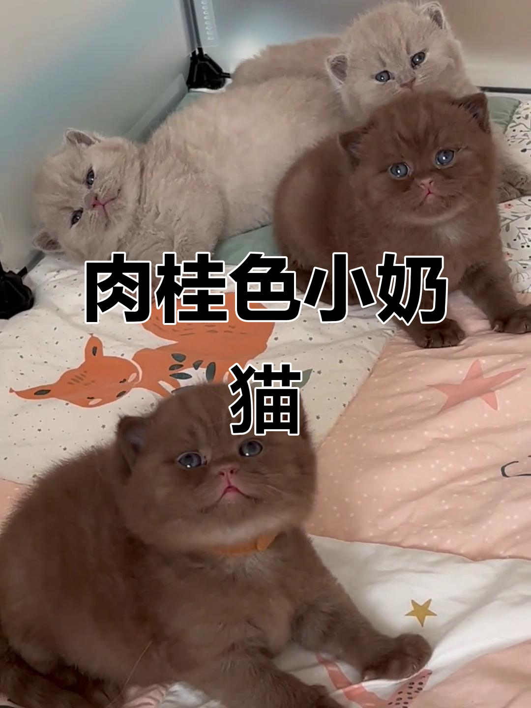 小奶咖萌宠出道,肉桂色英短可爱来袭