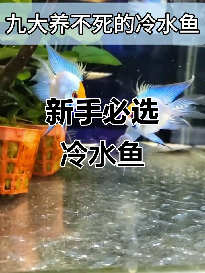 适合新手养的冷水鱼,耐寒又好养