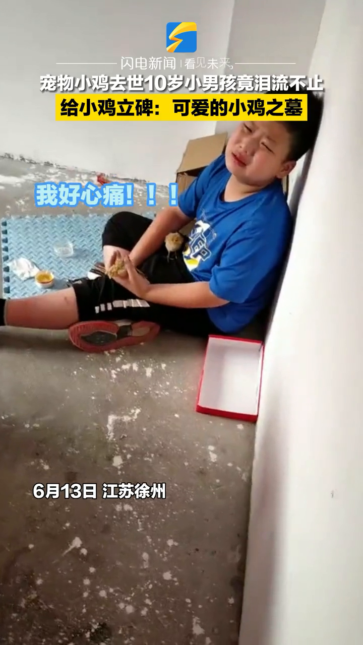 宠物小鸡去世小男孩痛哭不止 不仅找了块地埋了还立了碑