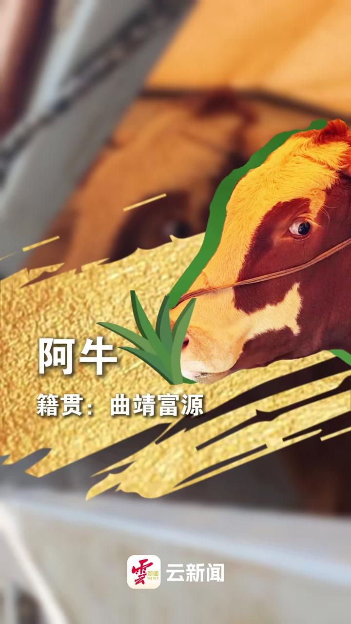 云南美食地图丨新云南人在昆明开富源牛肉馆“QIU靖”味儿，够正宗！