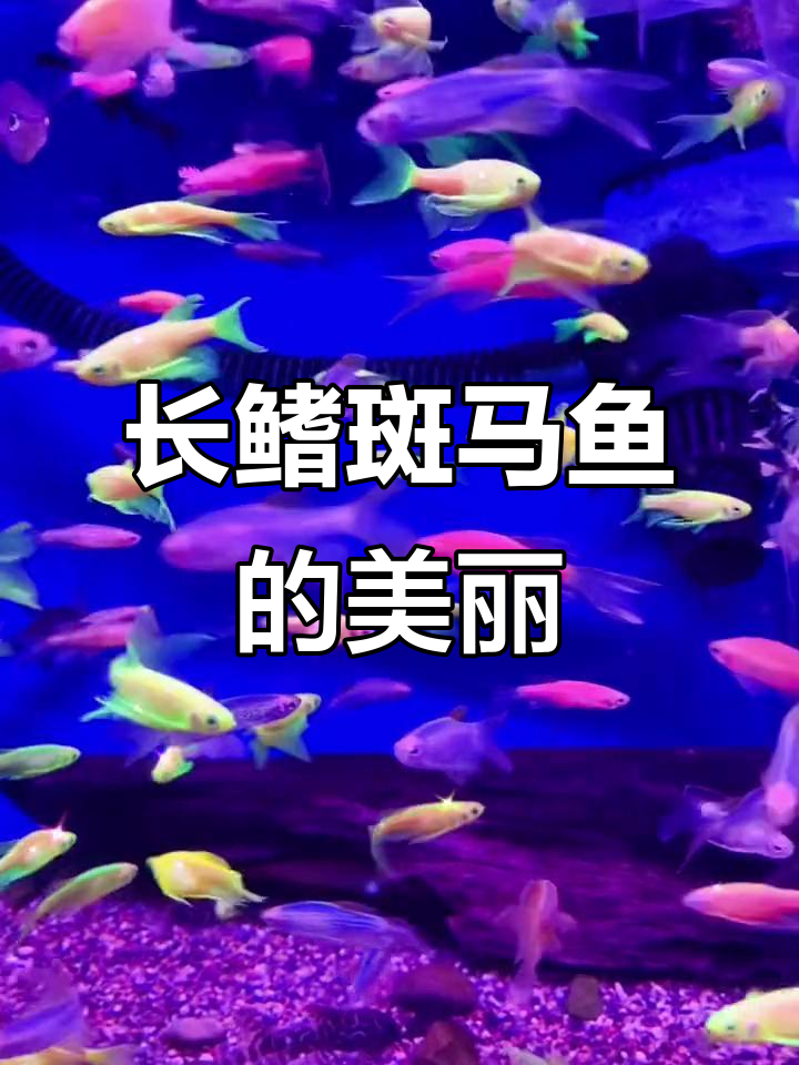 斑马鱼之美:长鳍蝶翼,群游如草原上的骏马