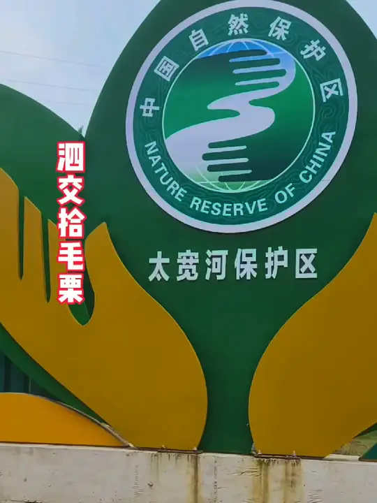 夏县泗交毛栗子熟啦！拾毛栗路线分享来咯