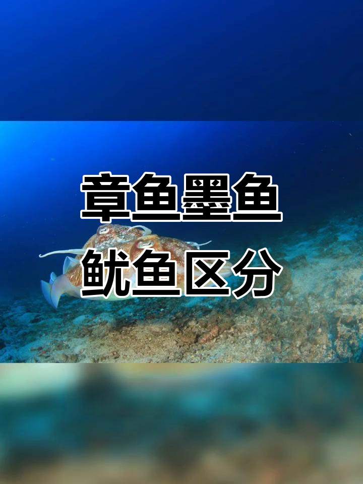 章鱼、墨鱼和鱿鱼的三大区别，轻松辨别！