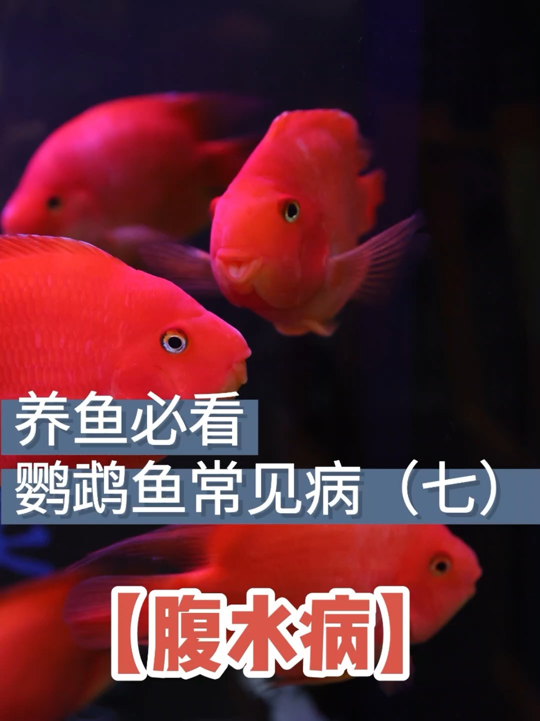 入秋了!鱼肚子胀成球!怎么办?来接着看