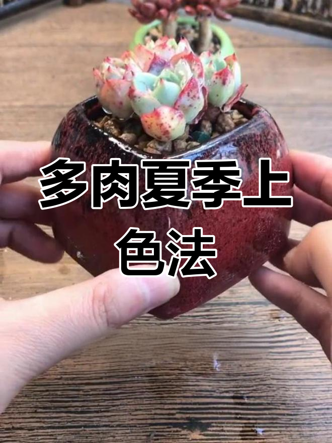 夏季多肉上色小技巧,轻松恢复血斑魅力