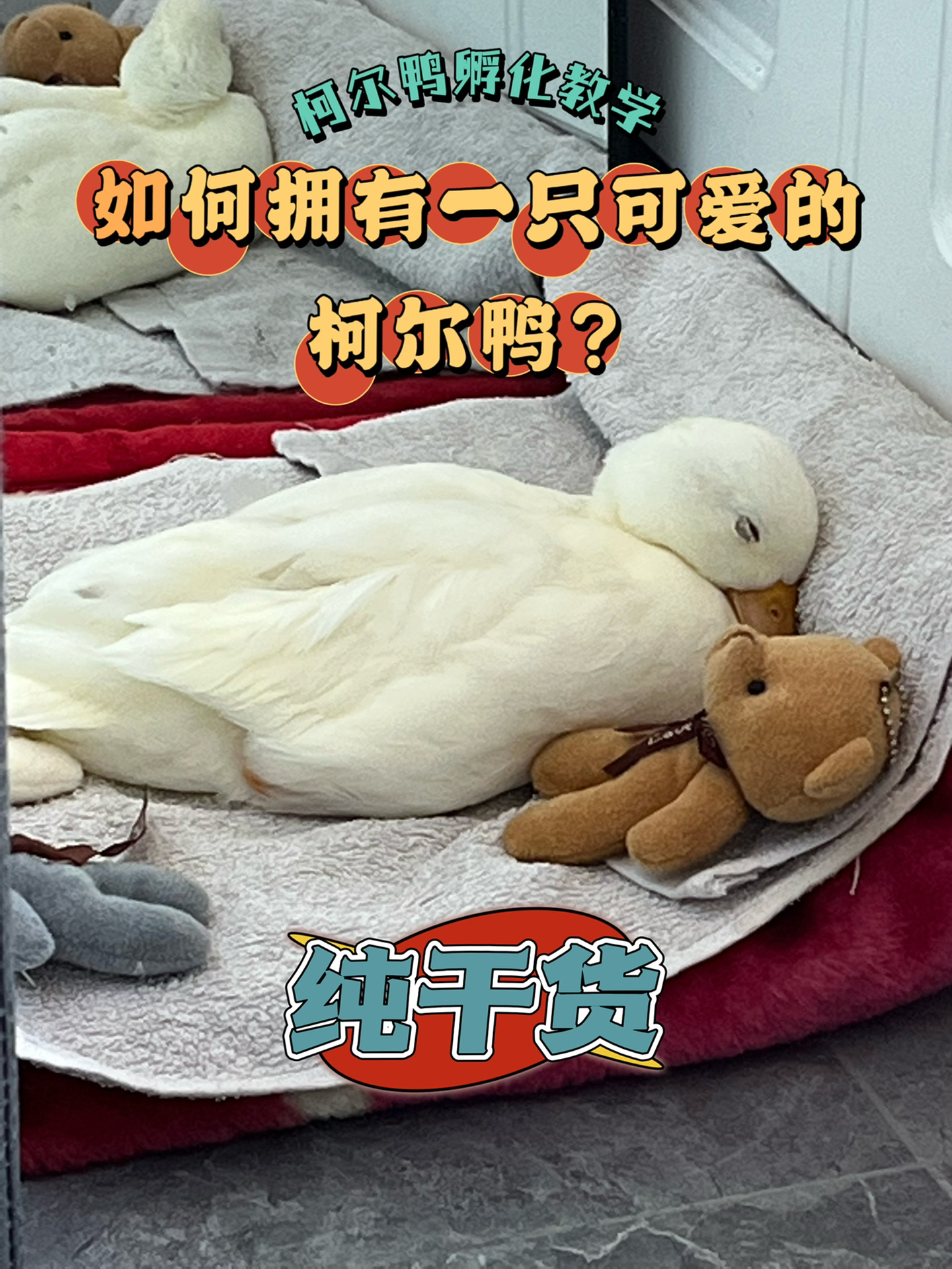 一分钟了解柯尔鸭孵化过程,简单易操作