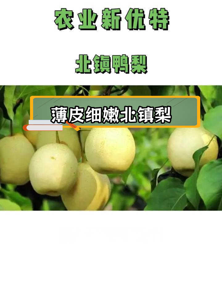 北镇鸭梨:独特的地域风味