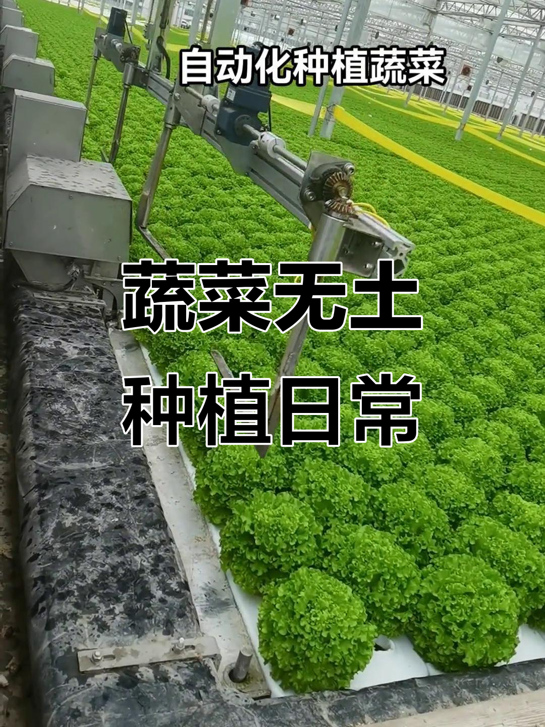 无土栽培蔬菜基地,穿梭忙碌的每一天