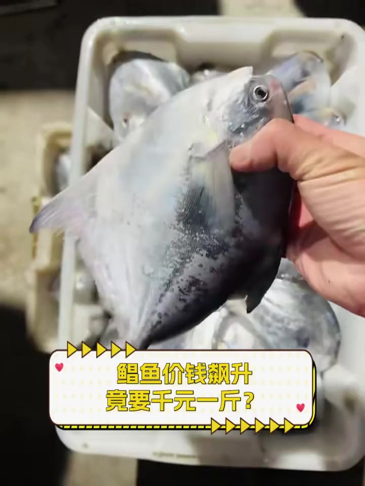 鲳鱼价钱飙升,竟要千元一斤?