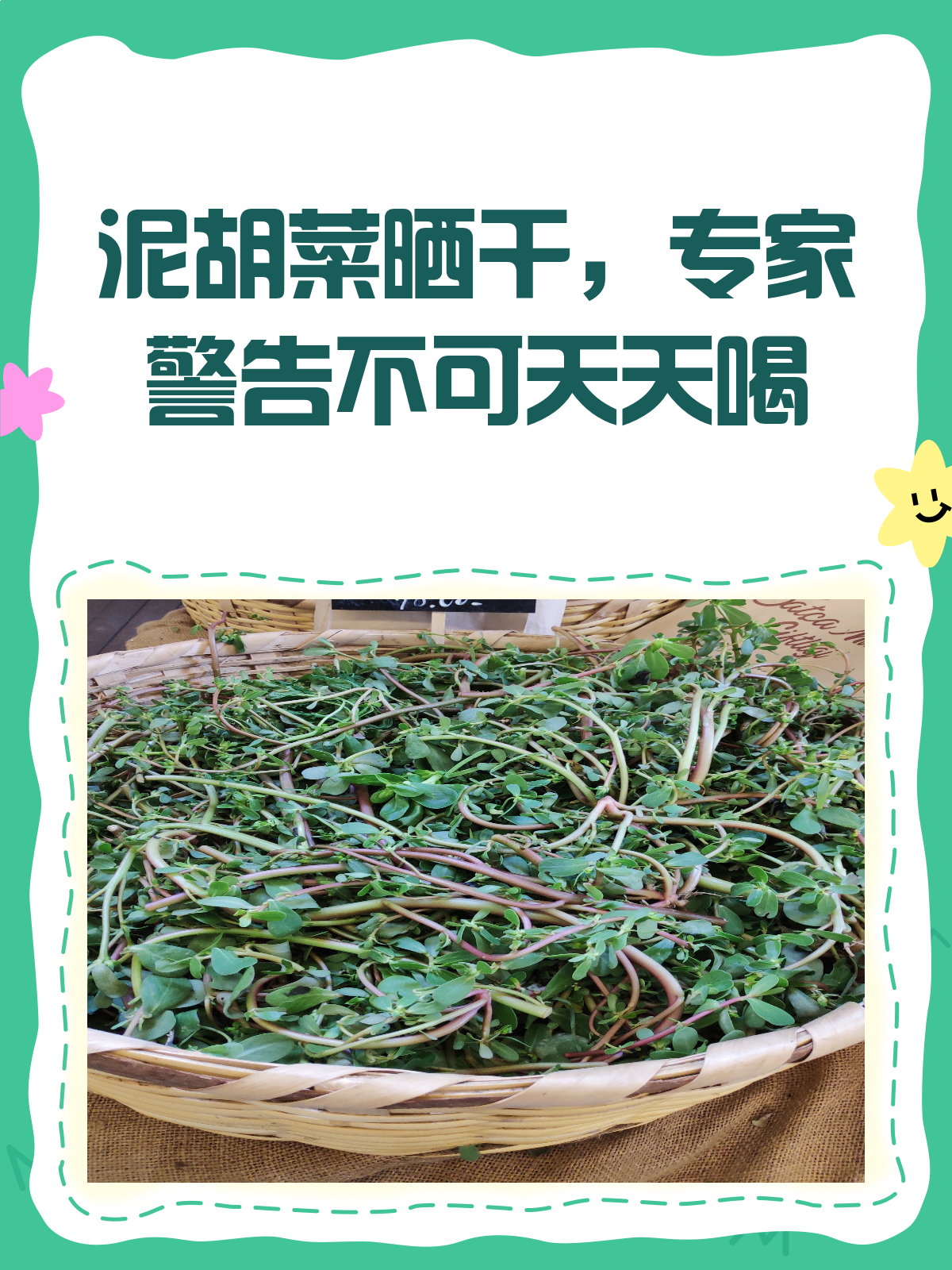 泥胡菜晒干能天天喝?专家有话说!