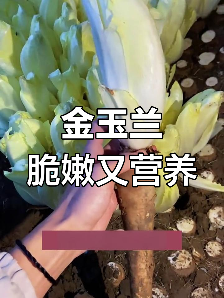 见过山药和娃娃菜长一起吗?这种高端蔬菜你吃过吗