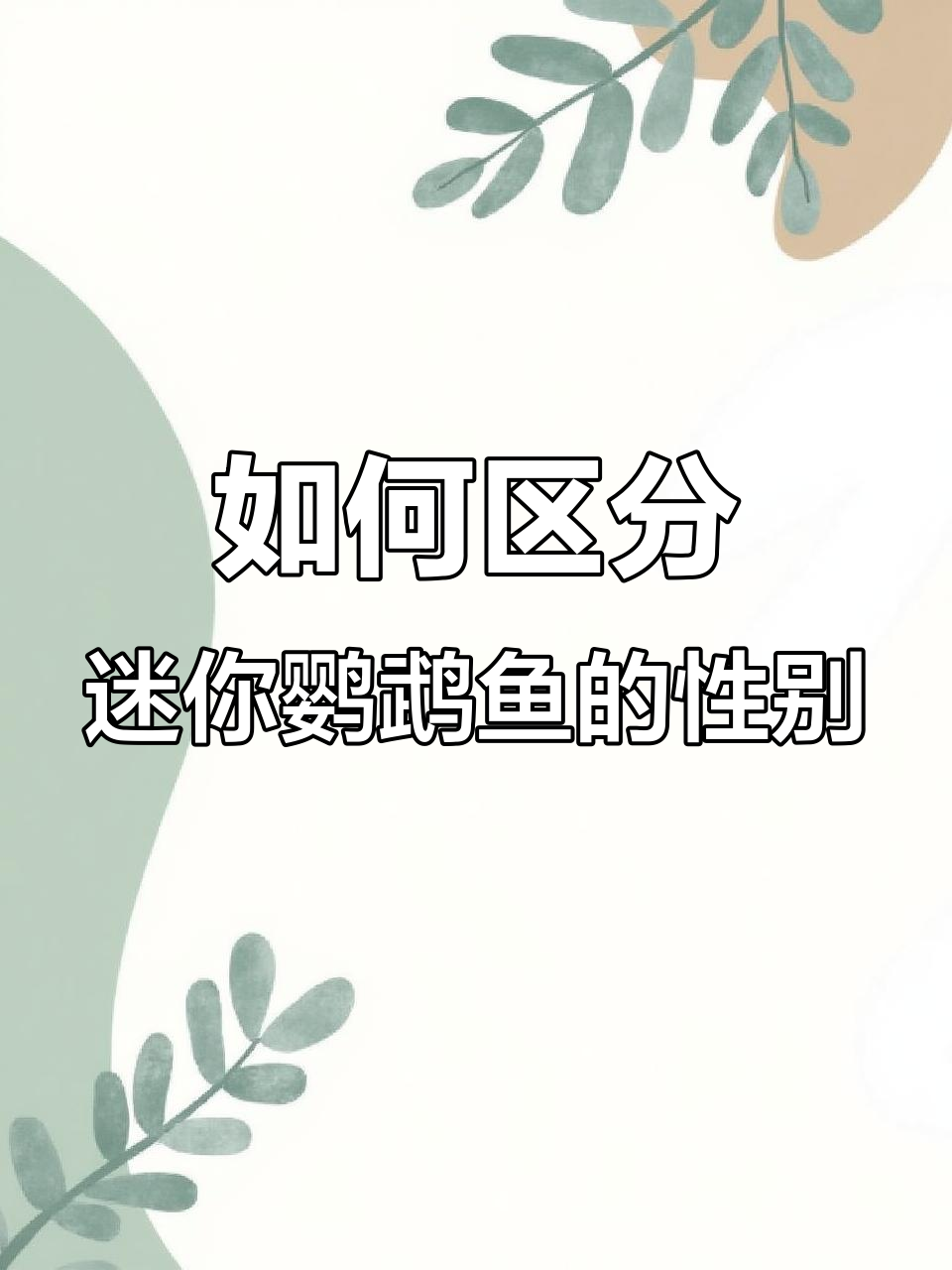 迷你鹦鹉鱼公母分辨全攻略,轻松掌握繁殖技巧