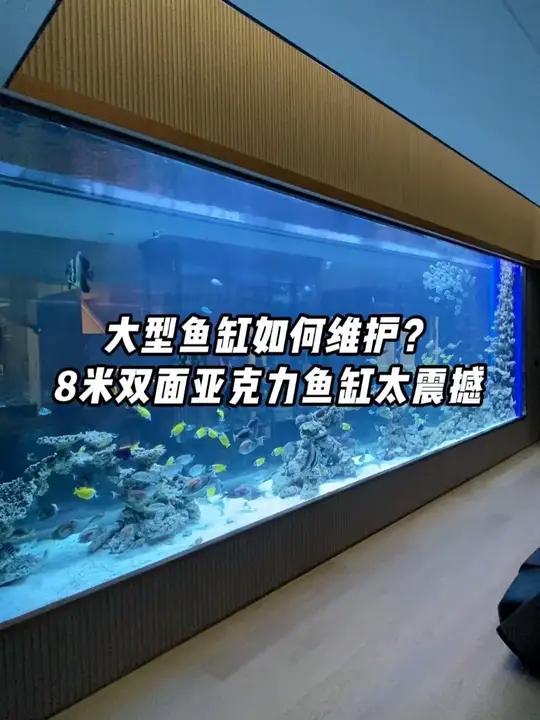 豪宅地下室藏着整片海?8米大型海水鱼缸如何维护?