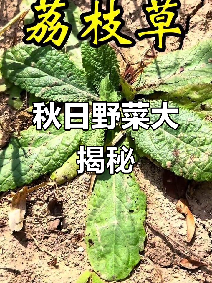 秋季野菜丰富,抓紧时机采摘,错过就要等明年了!