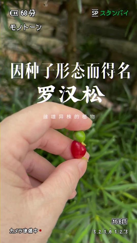种子形似罗汉的植物-罗汉松