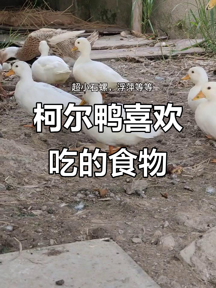柯尔鸭的饮食大揭秘:它最爱吃什么?