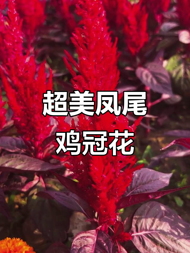 凤尾鸡冠花:火焰般的美丽,种子超值只需几块钱