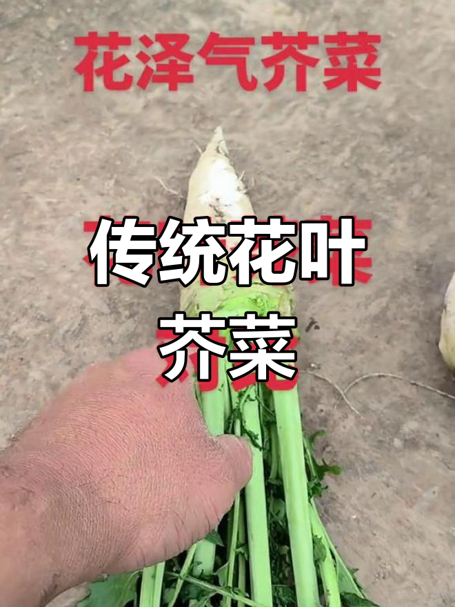 花叶芥菜的老品种