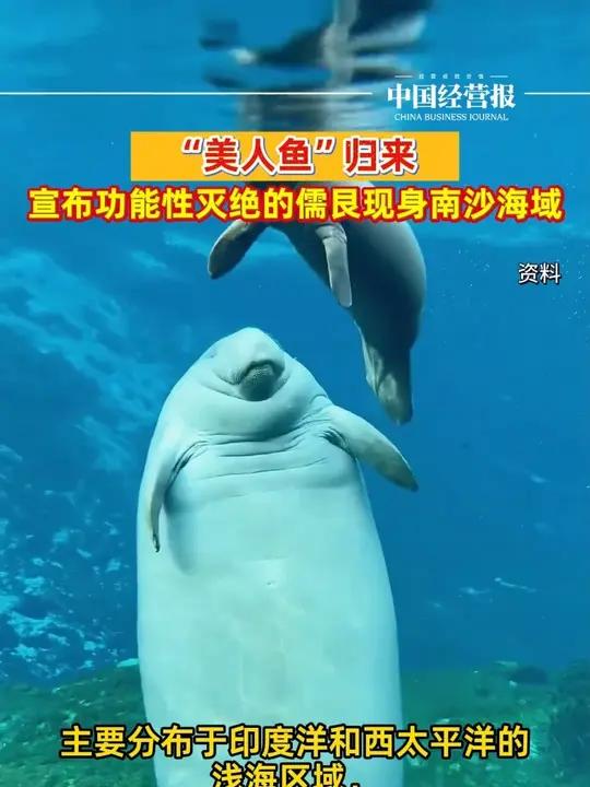 “美人鱼”归来，宣布功能性灭绝的儒艮现身南沙海域