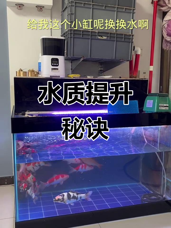 过滤棉摆放技巧大揭秘,如何提高水族箱水质