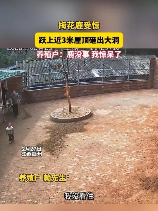 2月27日，江西赣州。梅花鹿受惊，跃上近3米屋顶砸出大洞，养殖户：鹿没事，我惊呆了