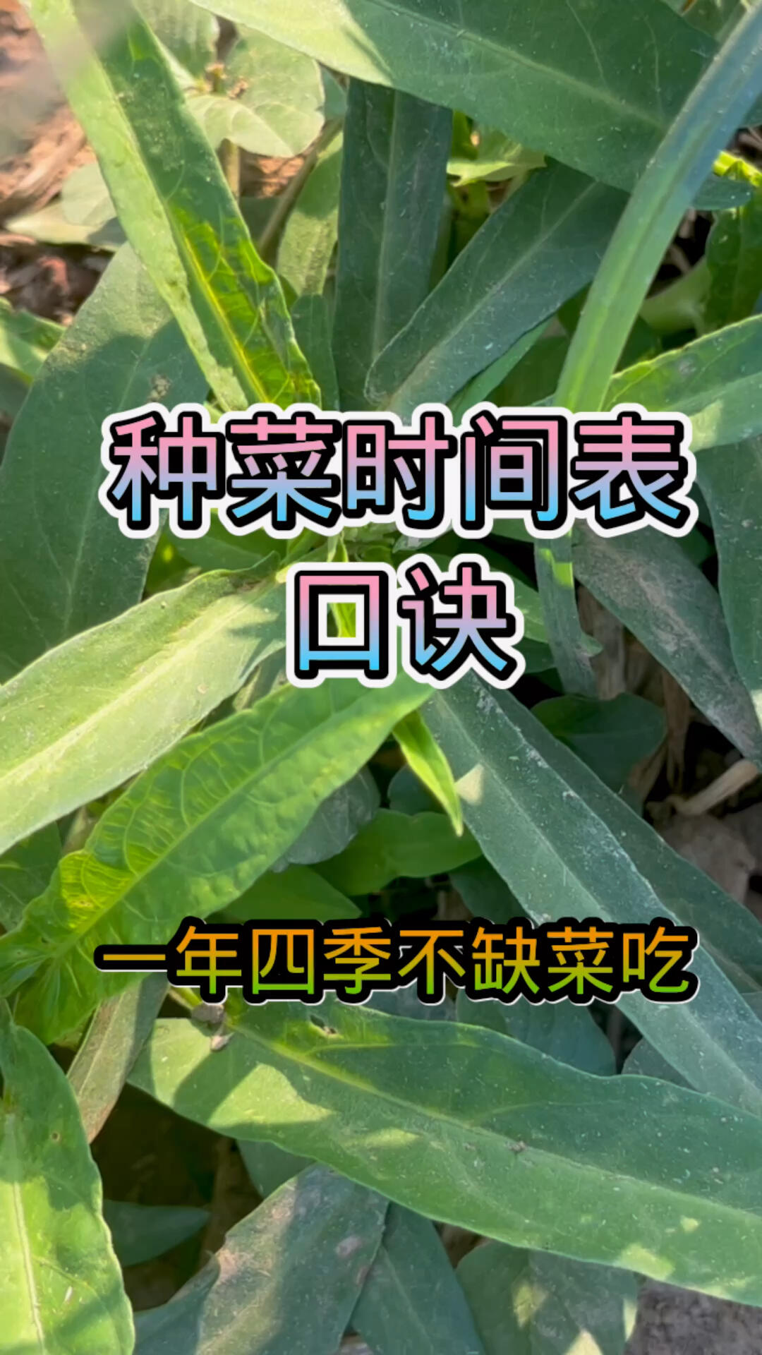 种菜时间表,知道了,一年四季都不缺菜!
