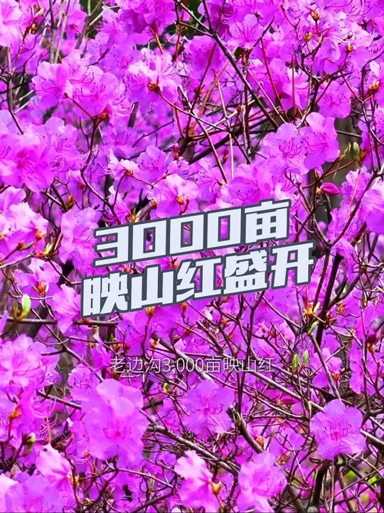 本溪老边沟藏了个神仙秘境!熬过倒春寒,3000亩映山红炸成粉紫云霞!峭壁花开张扬,河谷花海