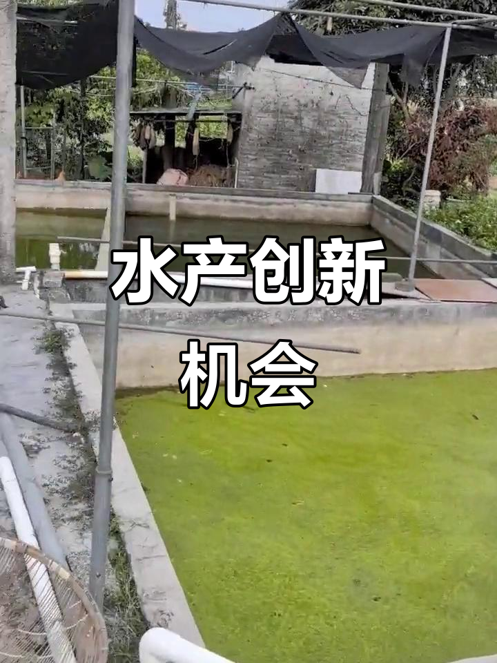 场地现成,水产项目有哪些新点子?曾是鱼苗孵化场