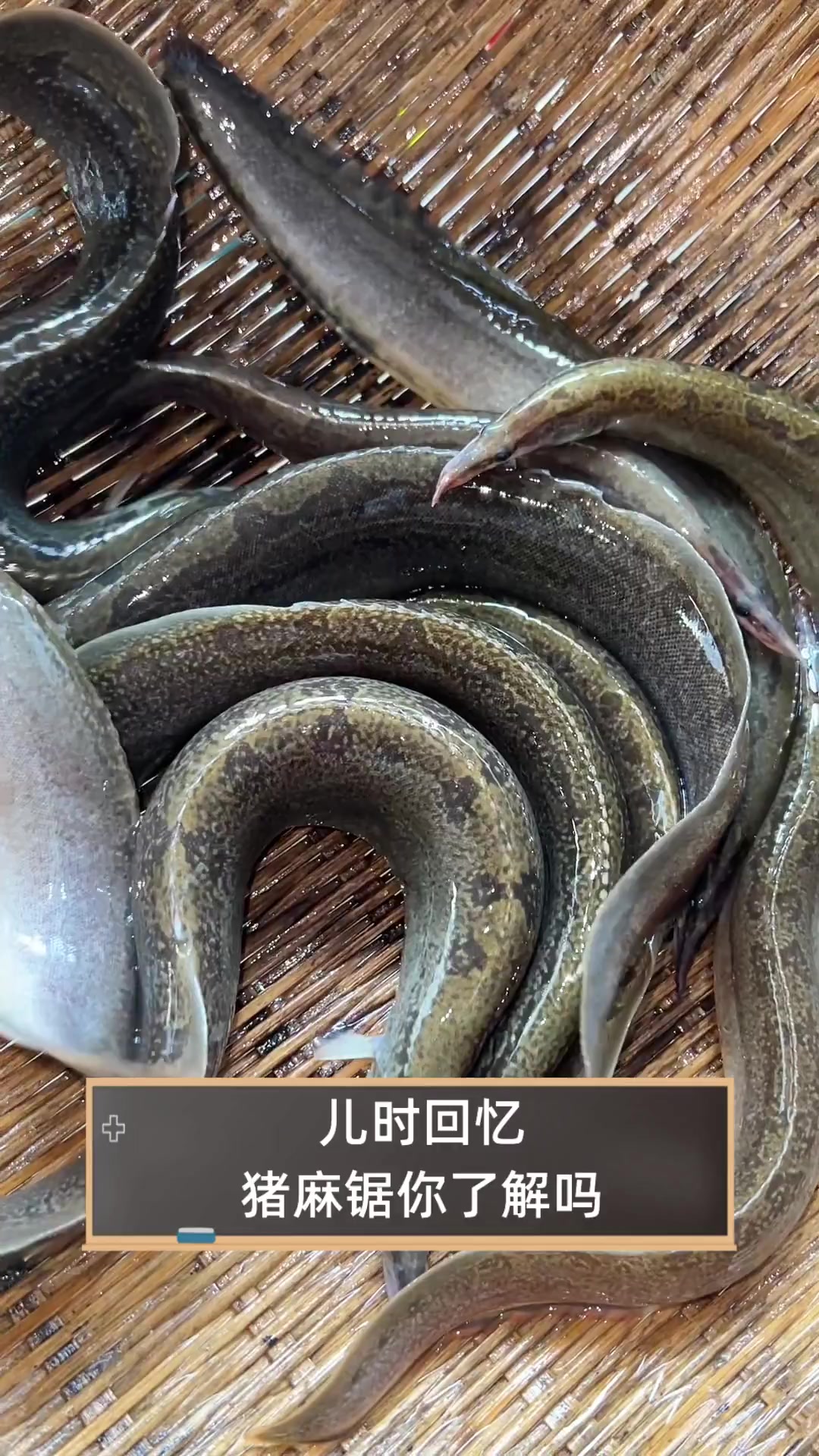 儿时回忆,猪麻锯你了解吗