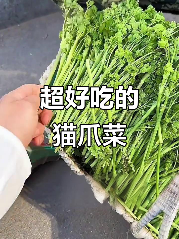 猫爪子山野菜,嫩脆清香,吃法多样!