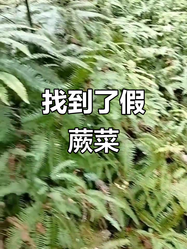 找到假蕨菜,心情彻底放松了
