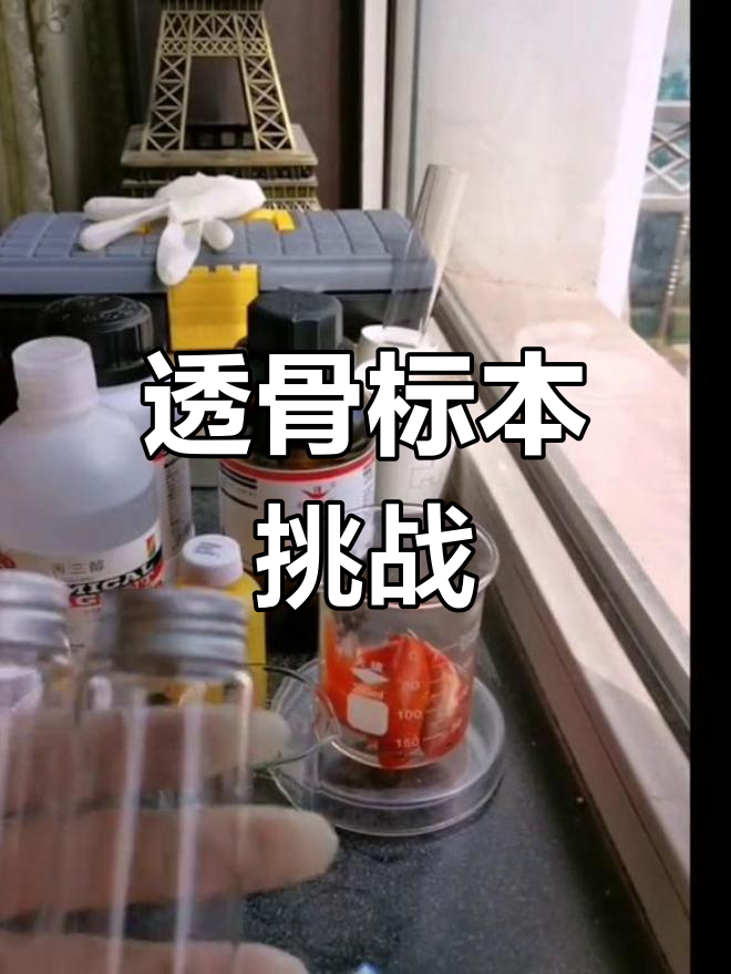 制作透明鱼骨标本,挑战大赛!