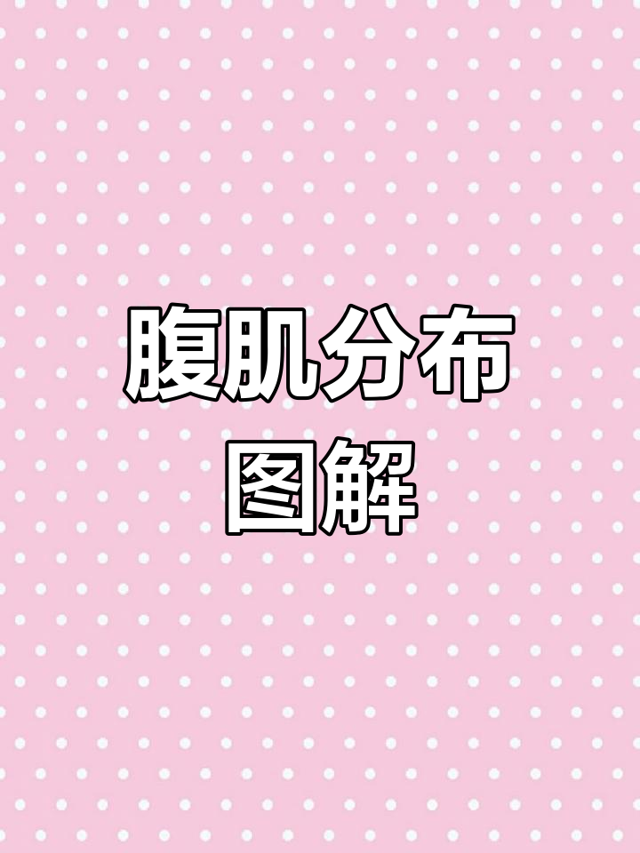 腹部肌肉的解剖结构解析