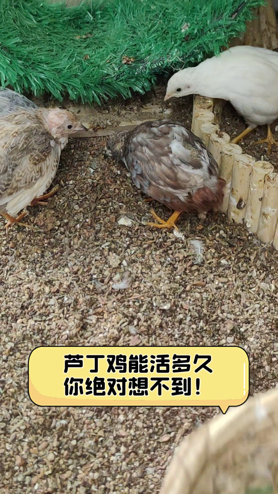 芦丁鸡能活多久,你绝对想不到!