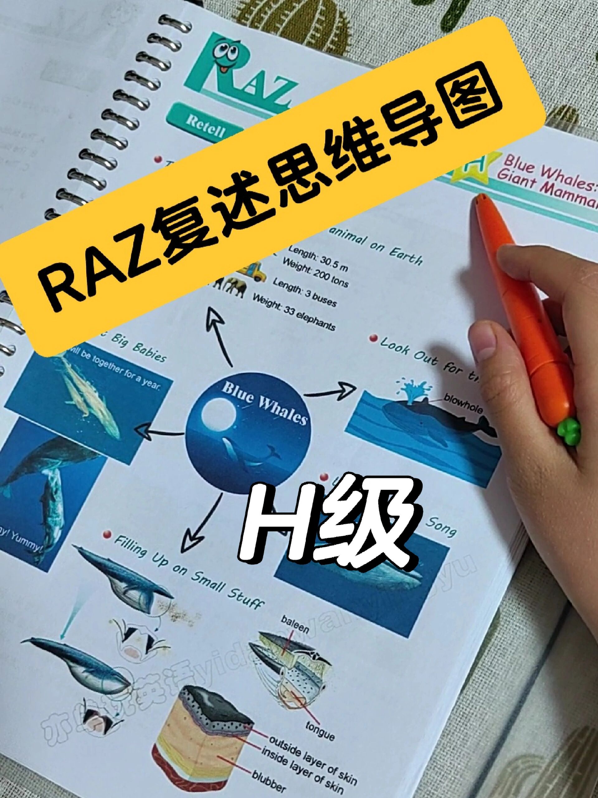RAZ复述思维导图～H级
