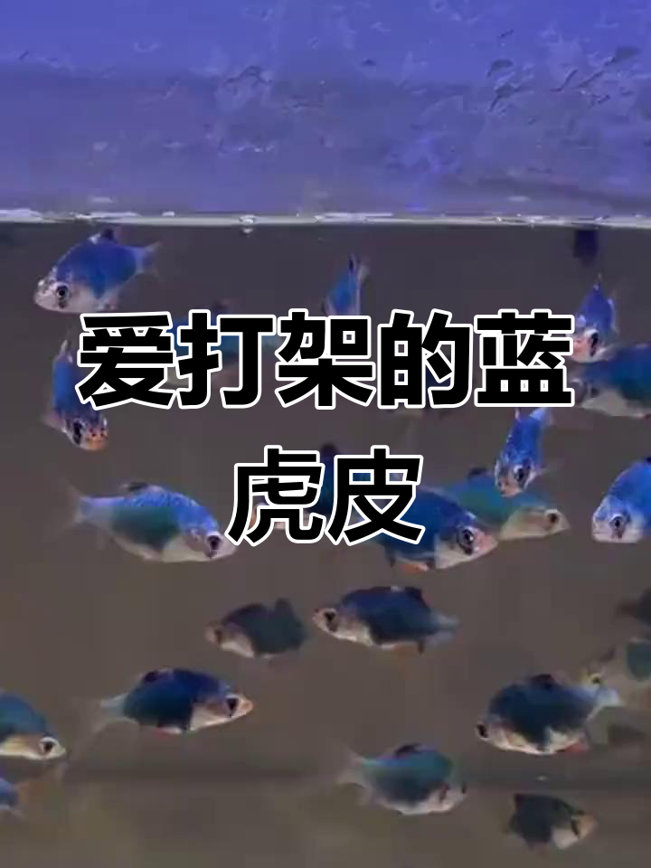 蓝虎皮鱼:美丽却爱斗殴,新手又恨又爱的观赏鱼