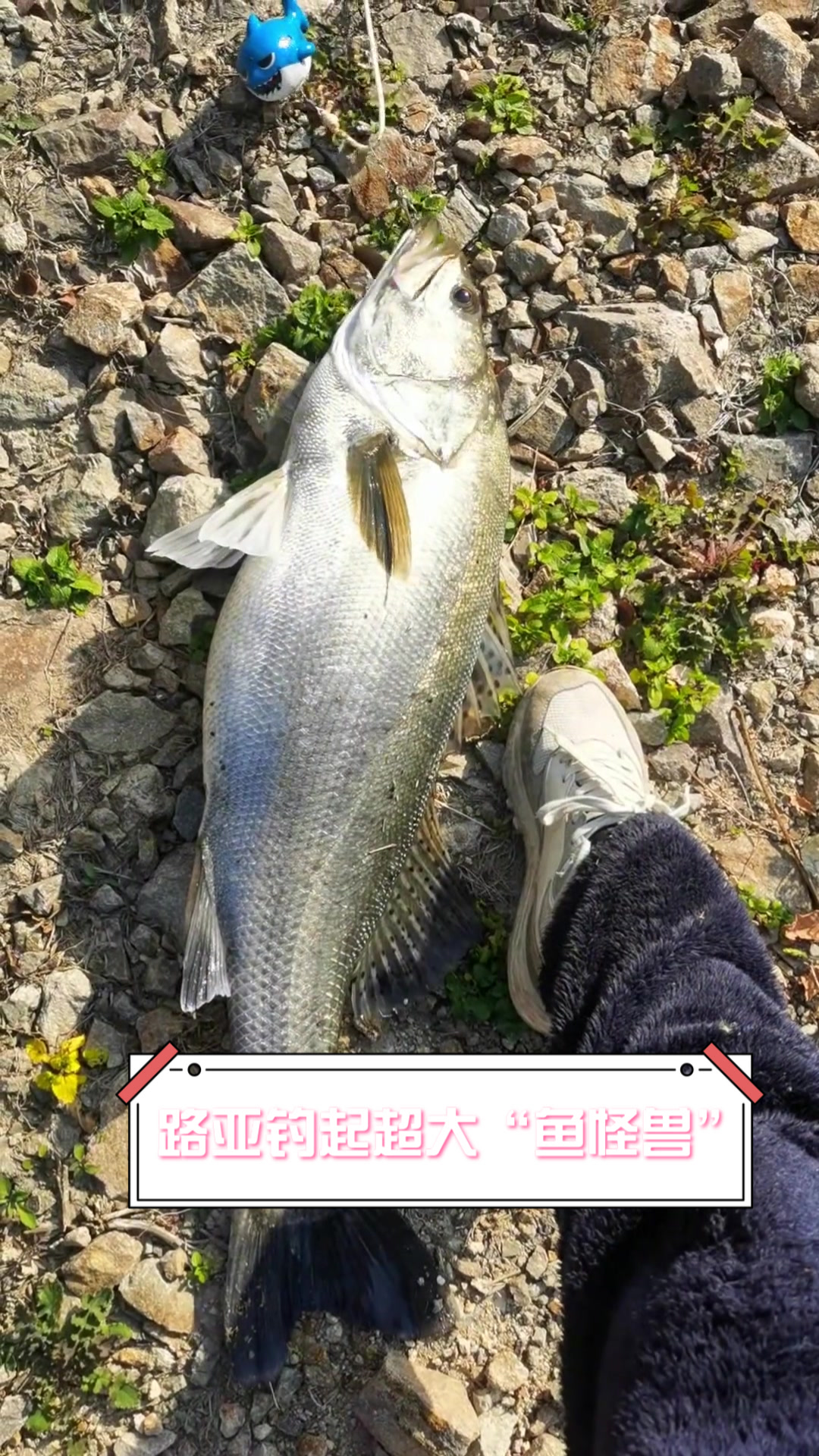 路亚钓起超大“鱼怪兽”