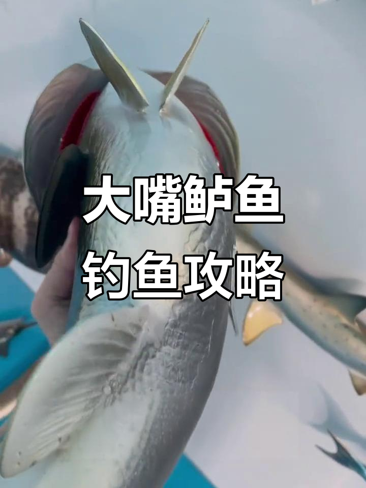 淡水大嘴鲈鱼路亚钓技巧与装备选择