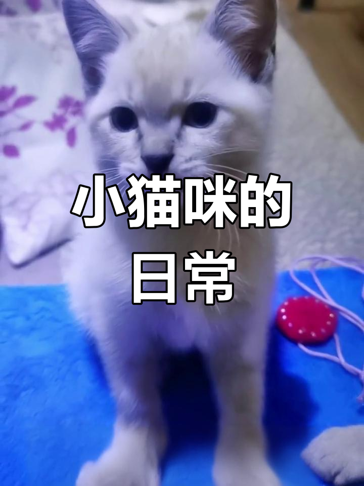 暹罗喵与鱼骨纹虎斑的萌娃