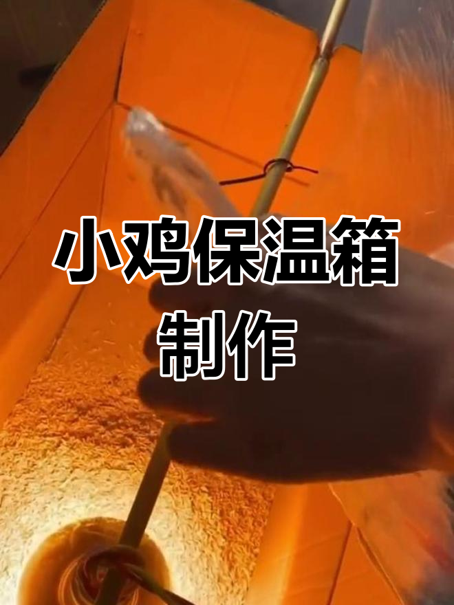 自制小鸡保温箱,四季养鸡无忧