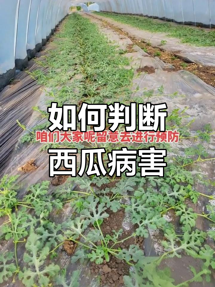7月西瓜常见病害识别与防治技巧重点防范!