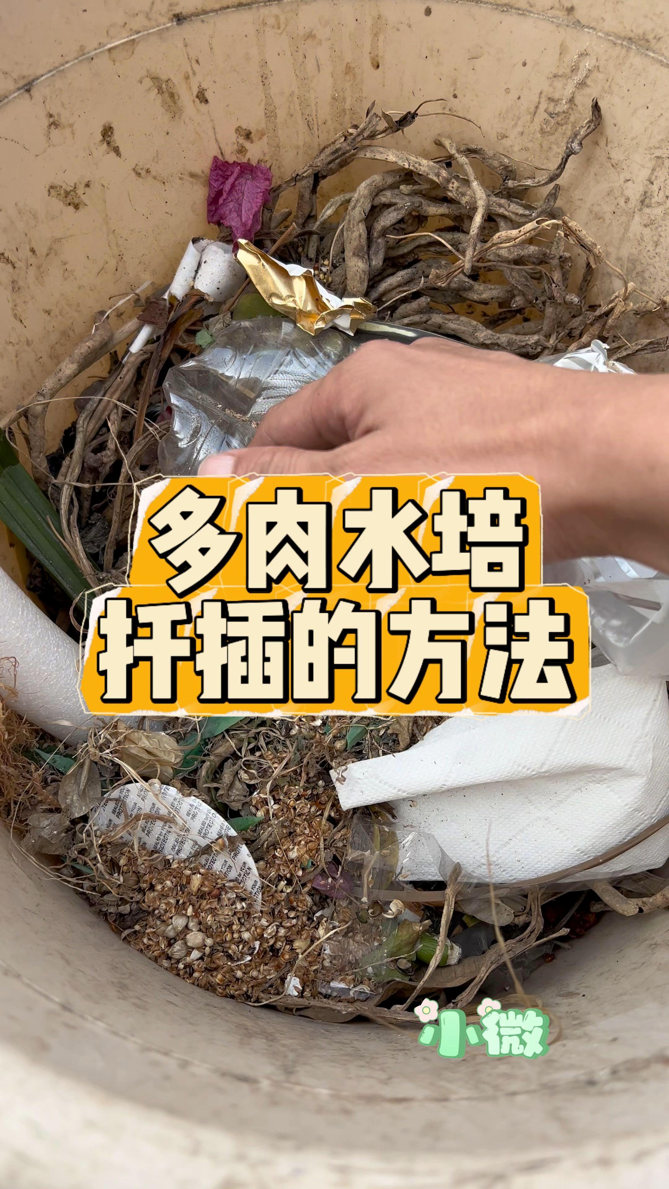 多肉水培扦插技巧大揭秘!