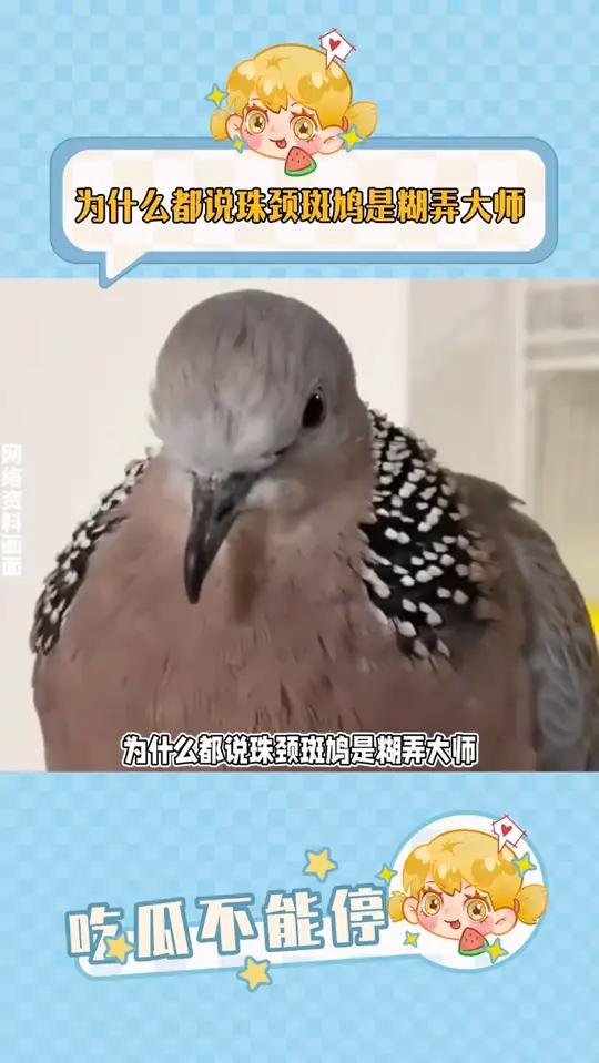 为什么都说珠颈斑鸠是糊弄大师