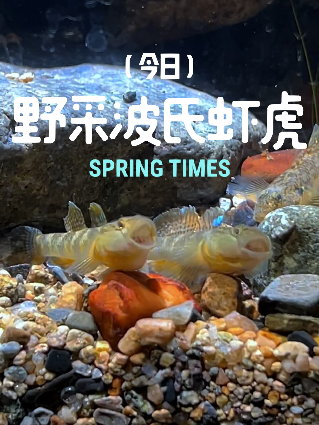 开春野采波氏吻虾虎