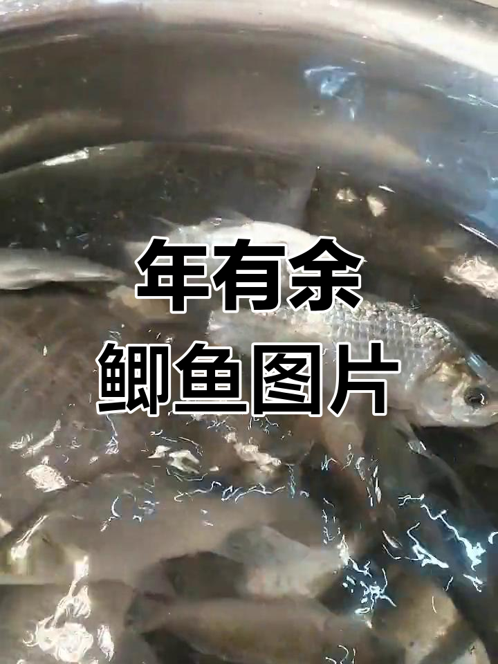 野生鲫鱼真实照片集锦