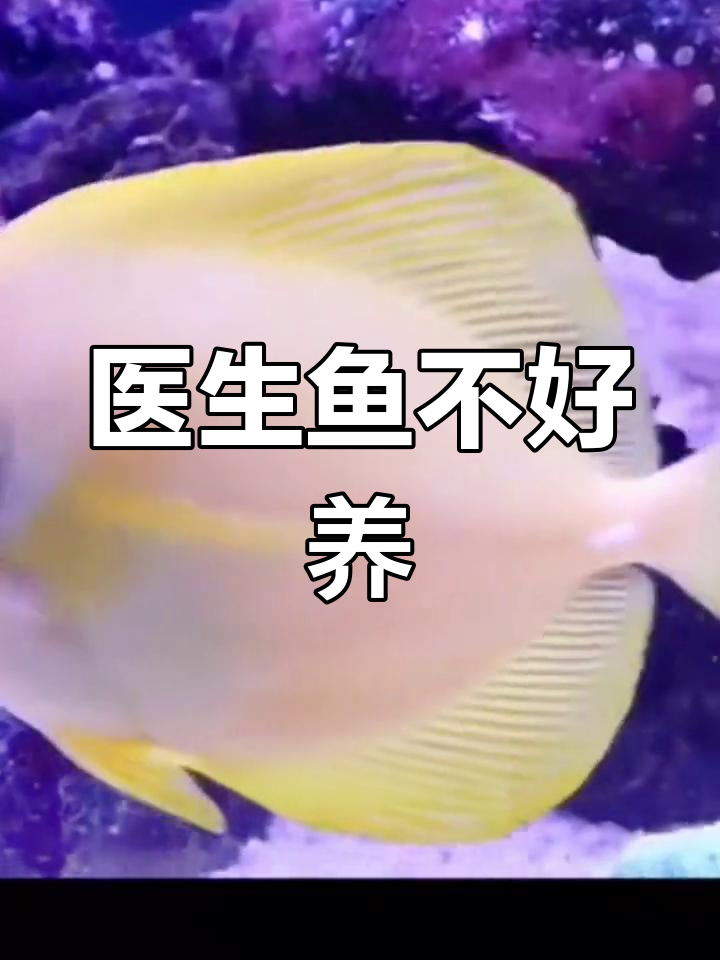 飘飘鱼难养,入缸后神秘消失?
