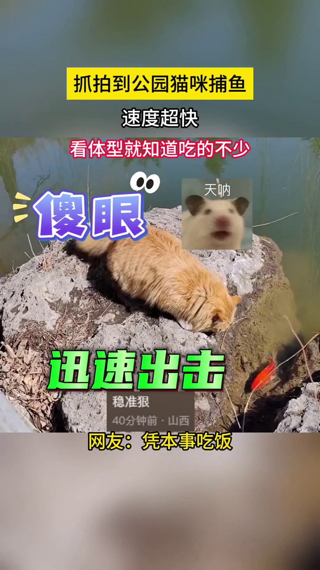 抓拍公园猫咪捕鱼瞬间 素材来源:OwO14357