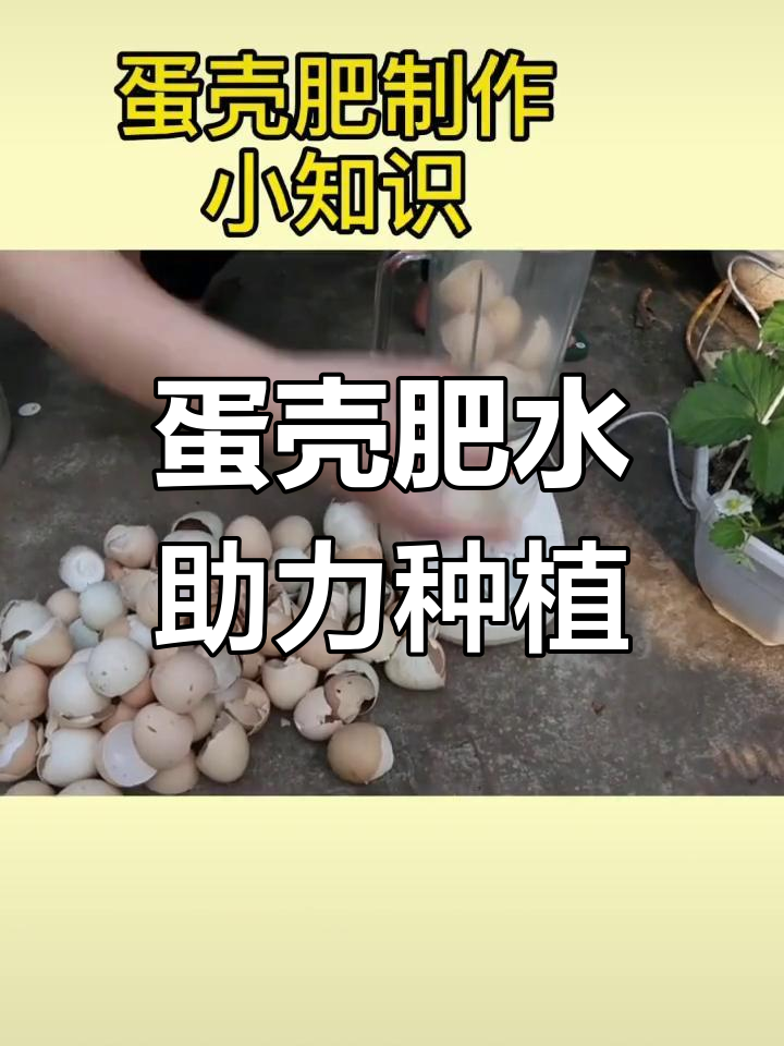 用鸡蛋壳制作肥料,提升草莓产量